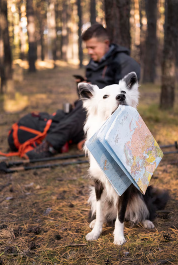 The Ultimate Survival Guide: How to Prepare Your Pet for Their First Long Trip