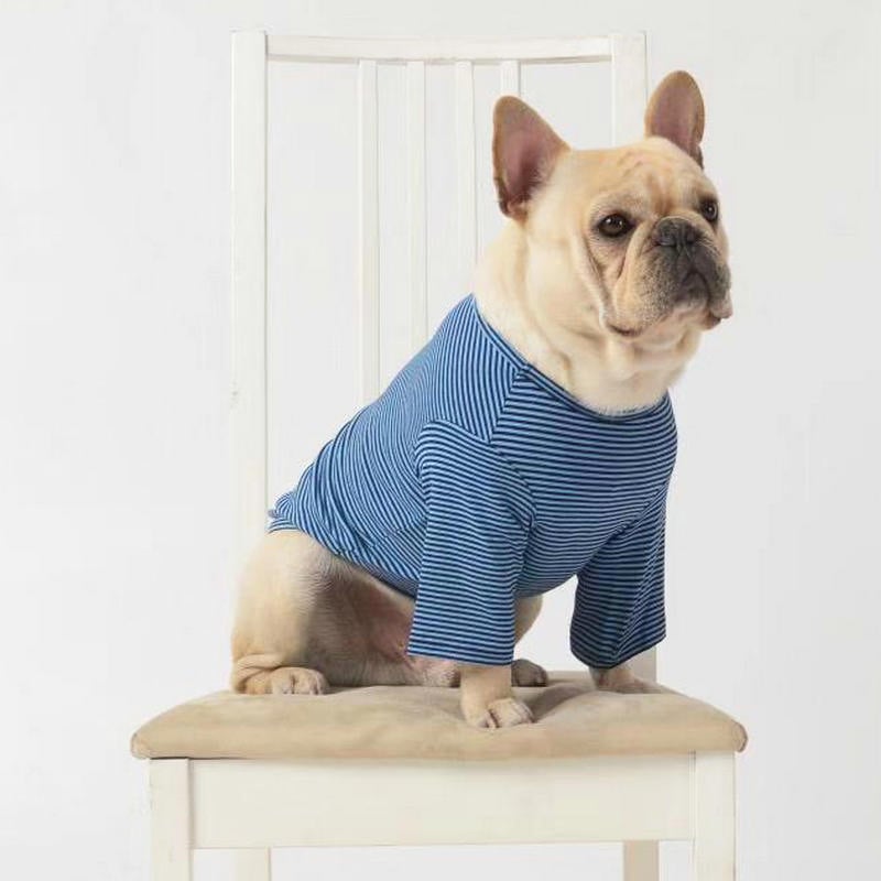 Pup's Trendy Outfits