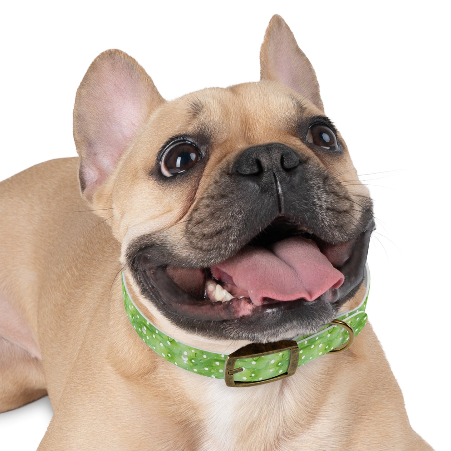 Green Polka Dot Dog Collar