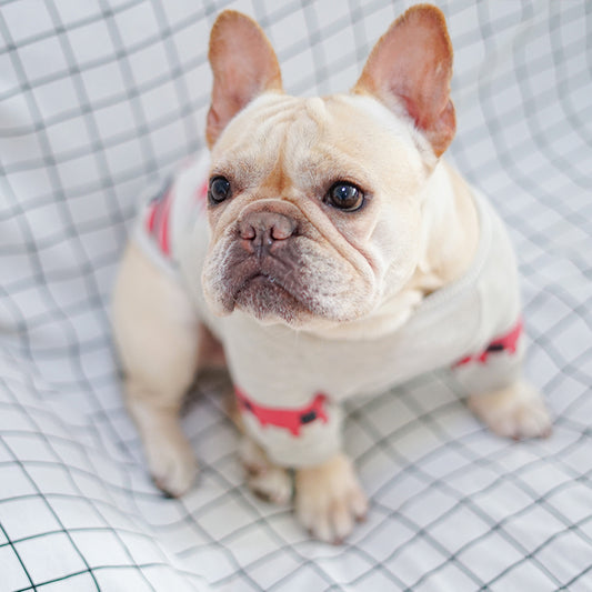 Chic French Bulldog & Pug Cotton Tee
